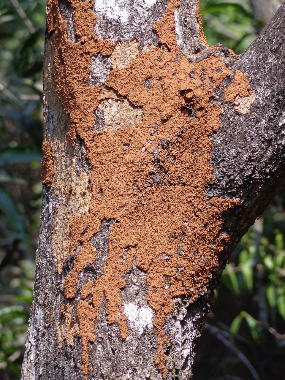 Termite Treatment