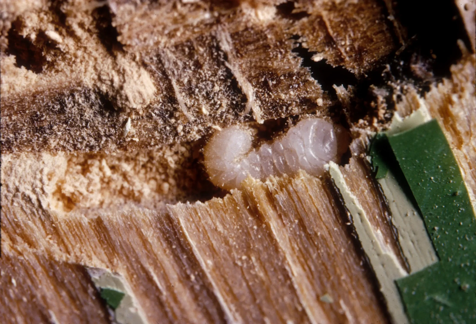 Wood Borer
